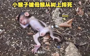 Download Video: 出生几个小时的幼猴被母猴抓到树上，狠狠的摔了下来，死的真难看