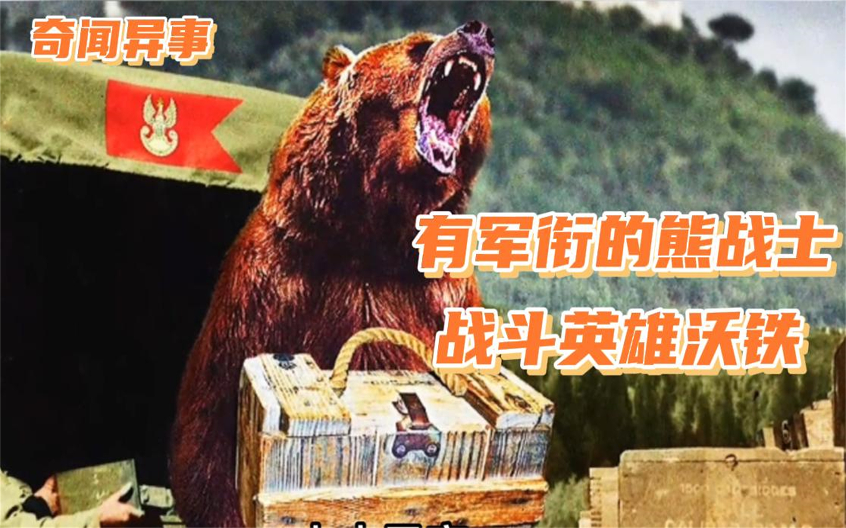 奇闻异事:有军衔的熊战士,喝酒抽烟扛炮弹,成为二战的超级英雄