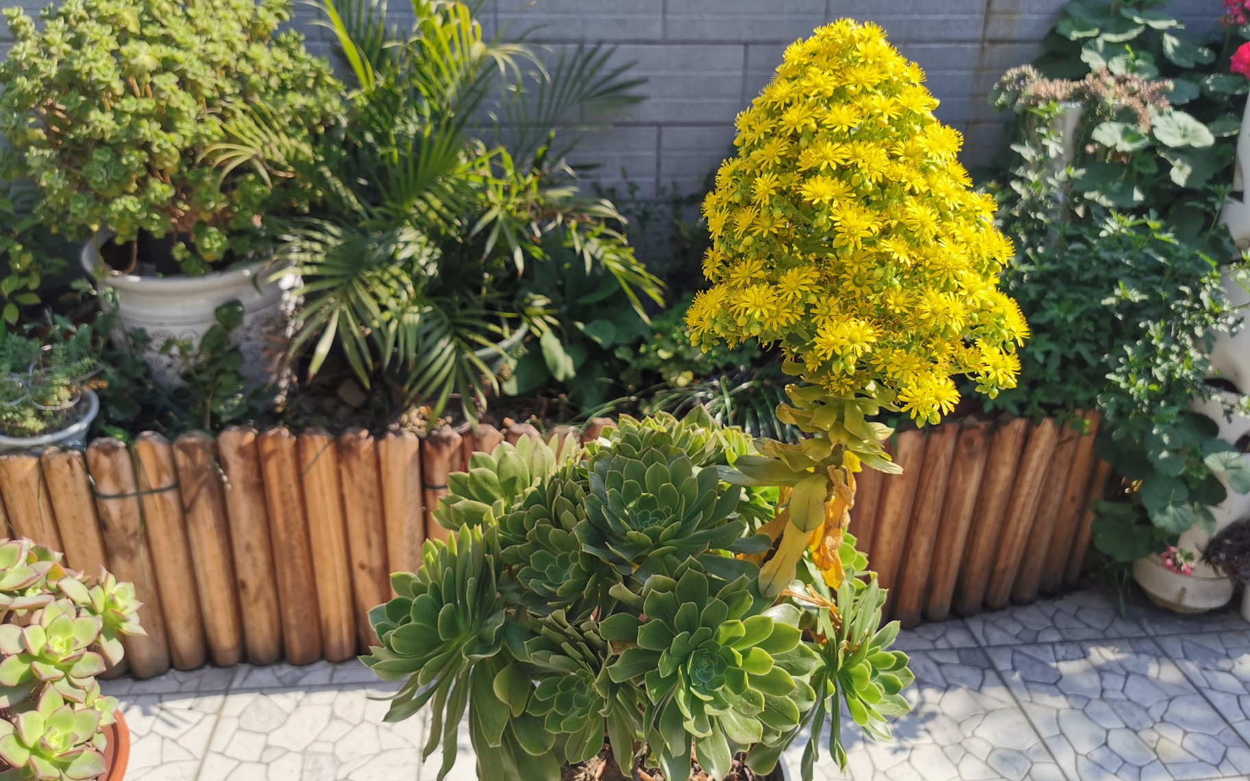 大猫多肉绿法师开花