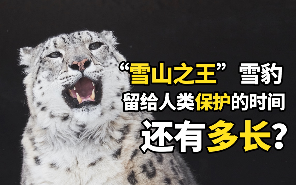"雪山之王"雪豹,留给人类保护的时间还有多长?