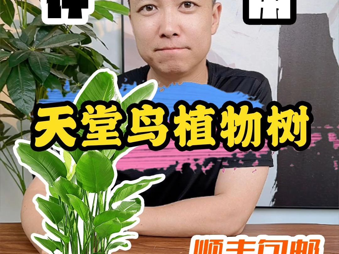 天堂鸟植物树哔哩哔哩bilibili