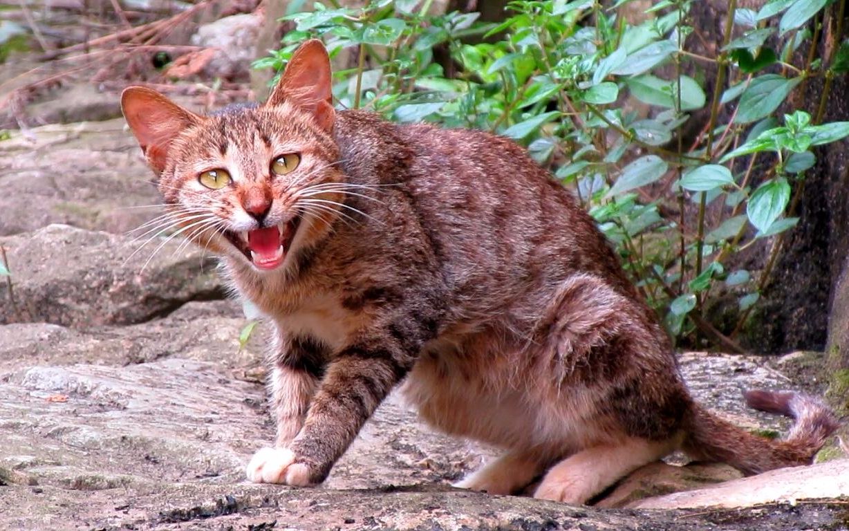 狸花猫:不许再靠近我!拿出一坨肉后真香