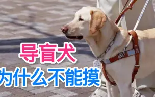 Download Video: 导盲犬为什么不能摸