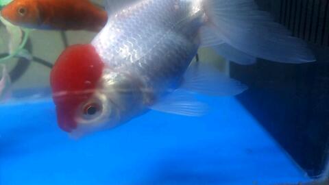 鱼鱼便秘 哔哩哔哩