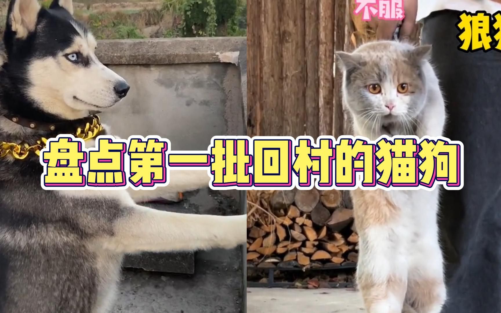 [图]盘点第一批回村的猫狗，猫：我又要去作死了，狗：我终于自由了！