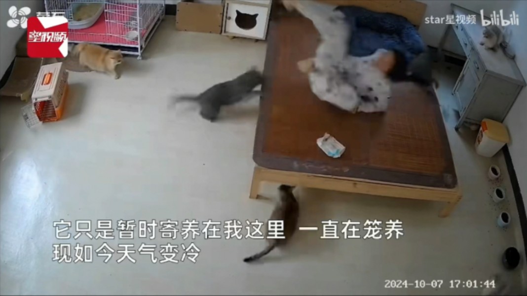 被猫追咬哔哩哔哩bilibili