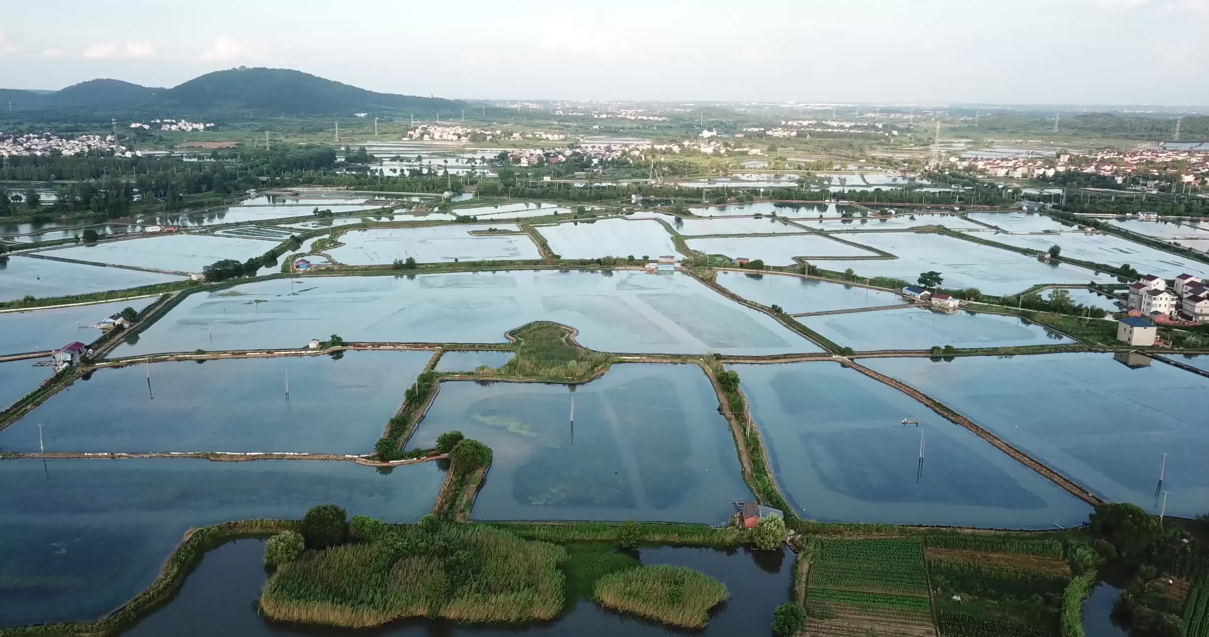 固城湖大闸蟹养殖基地