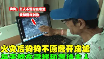 一场大火后，狗狗不愿离开废墟，每天在寻找和等待主人，结局暖心