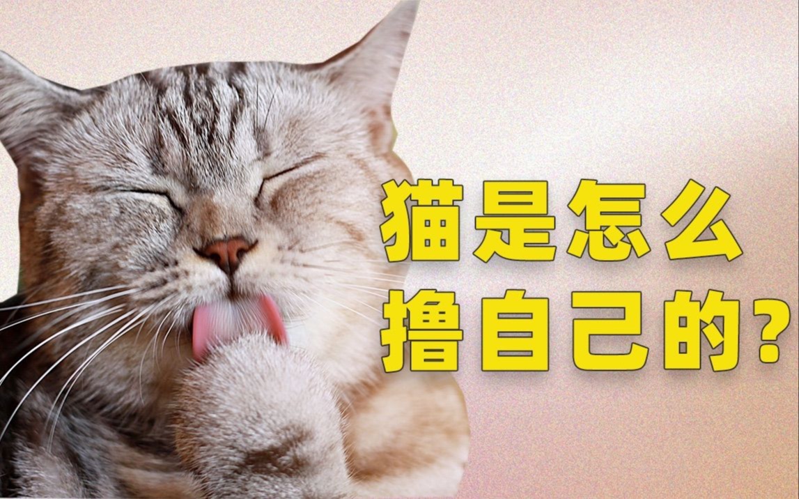 当一只猫舔你的时候,事情就开始变得不对劲了哔哩哔哩bilibili