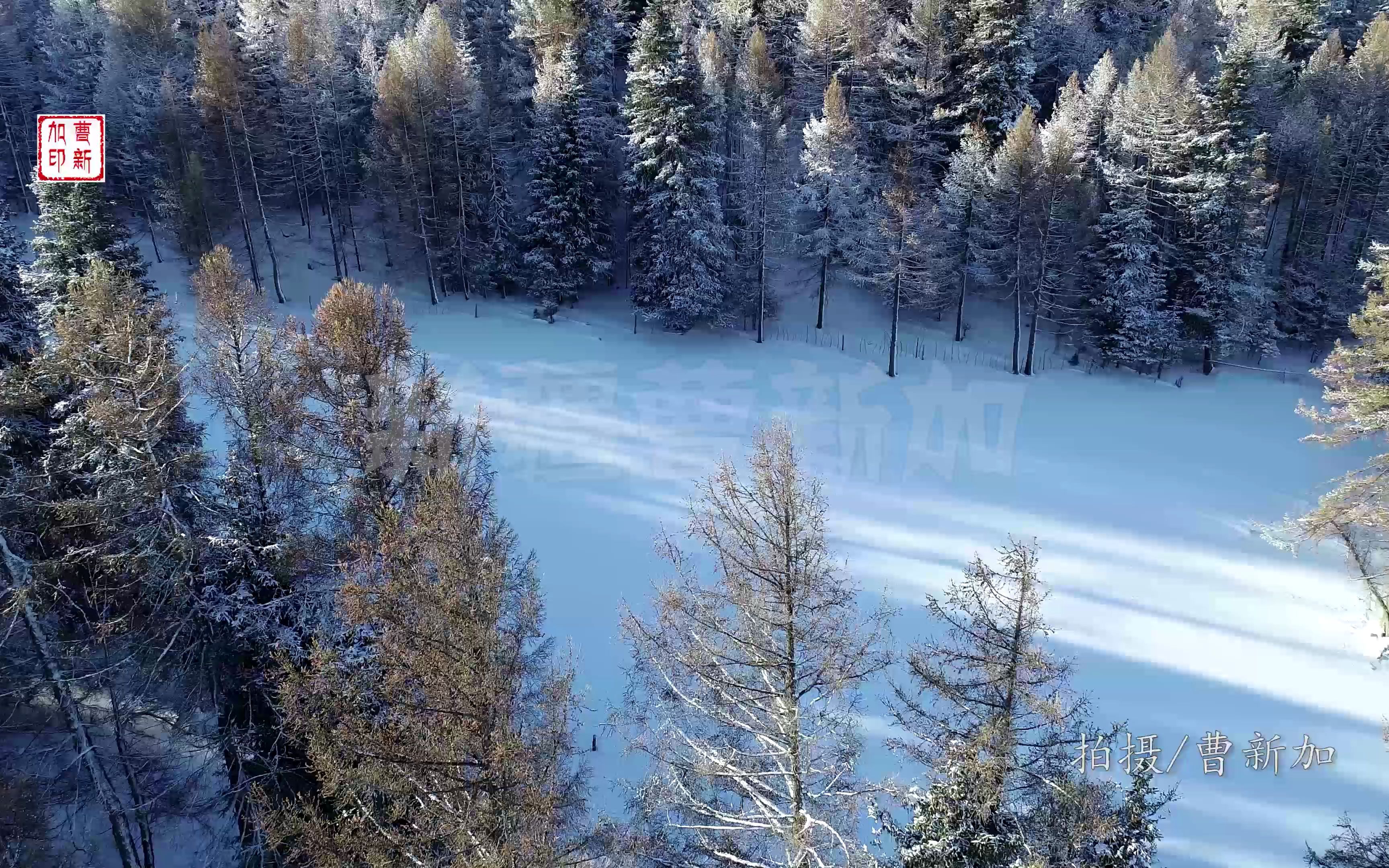 [图]雪后的松林