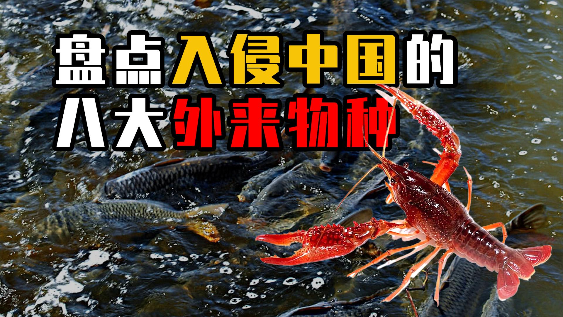 盘点中国8大外来入侵物种,水葫芦仅排第四,榜首超乎你想象!