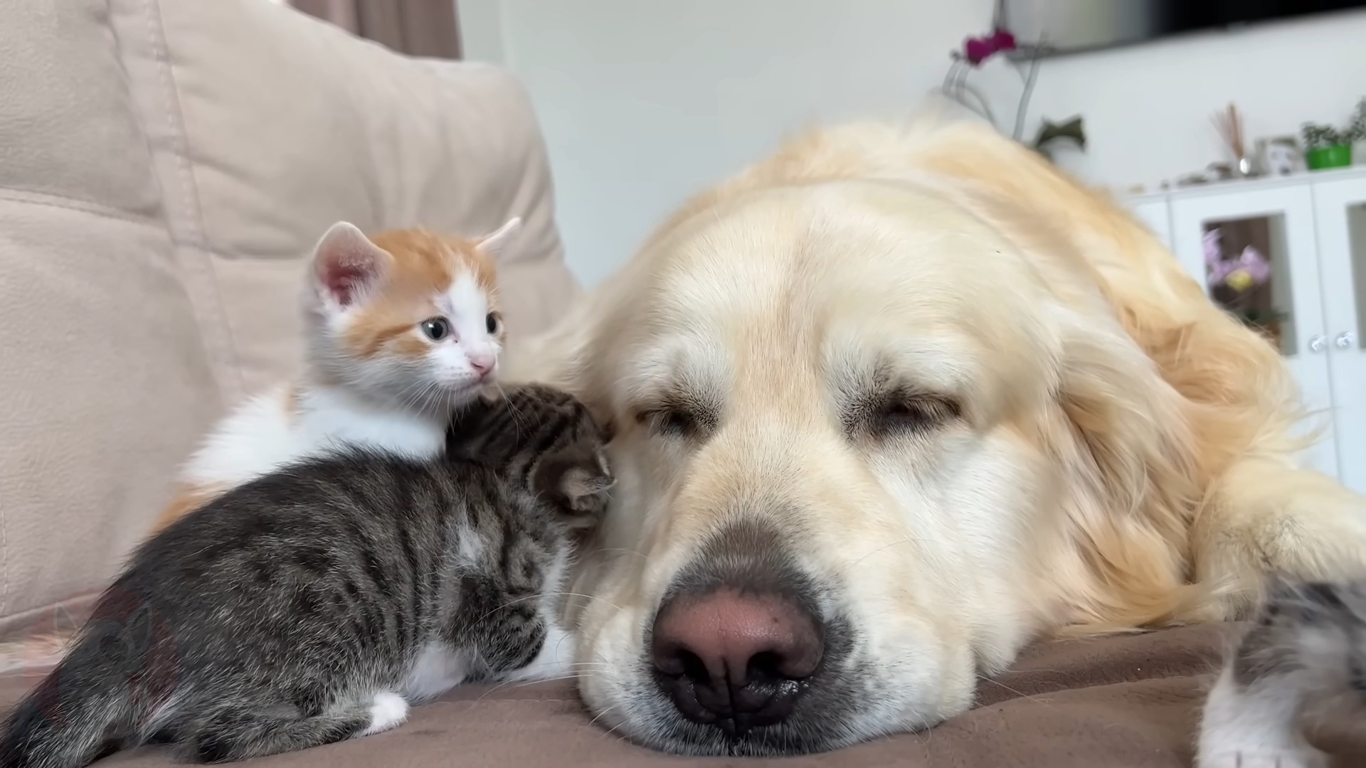 可爱的金毛犬和有趣的小猫