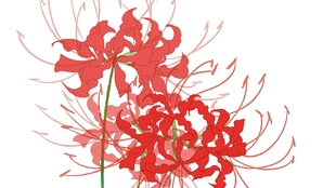 简笔画 彼岸花简笔画 哔哩哔哩 つロ干杯 Bilibili