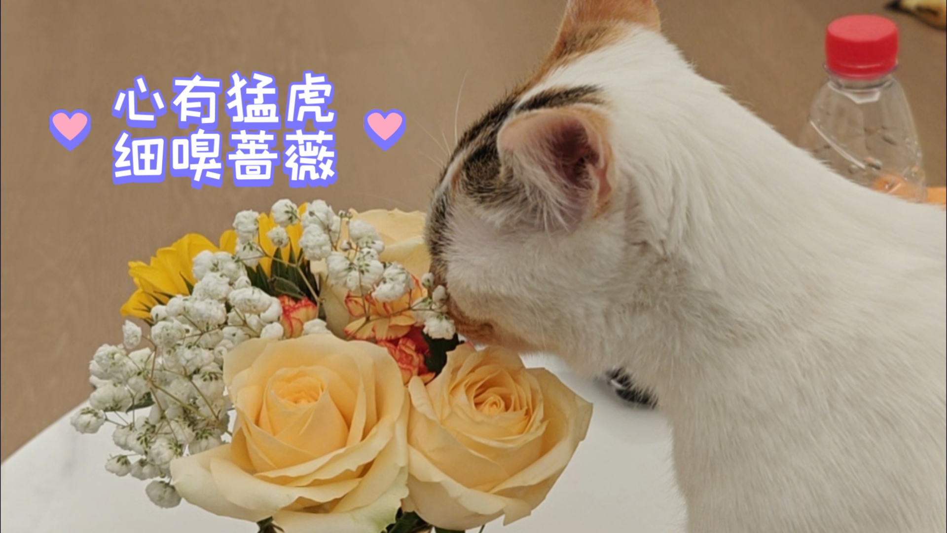 【糖豆】心有猛虎,细嗅蔷薇哔哩哔哩bilibili