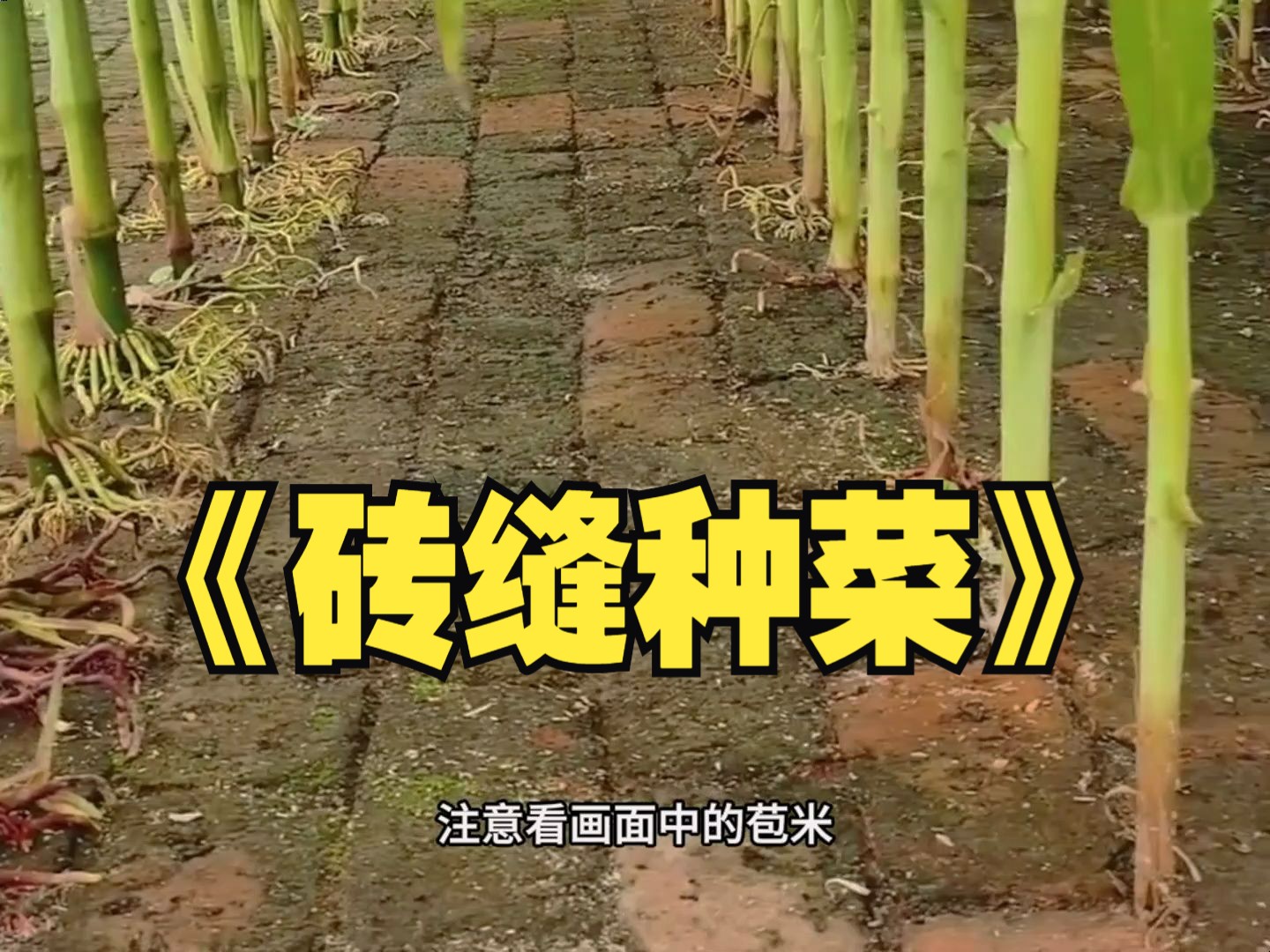 [图]大型纪录片《砖缝种菜》正在上映