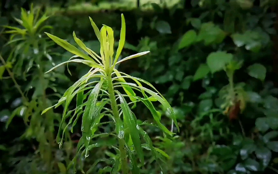 [图]手机随拍分享雨中即景