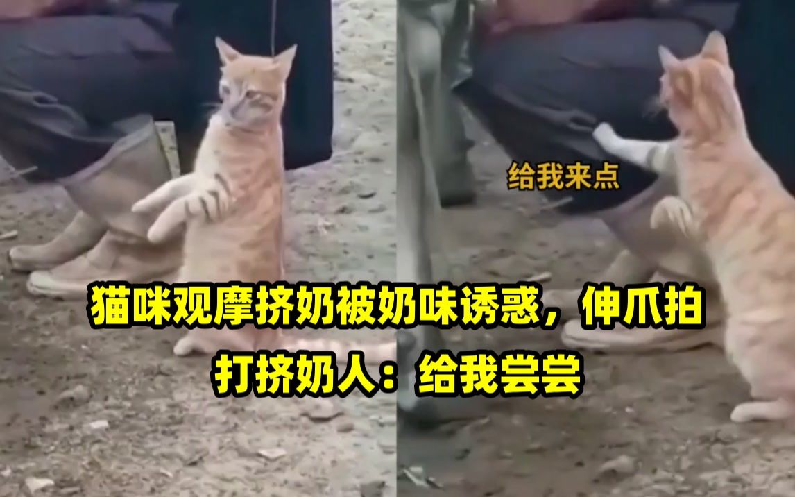 猫咪观摩挤奶被奶味诱惑,伸爪拍打挤奶人:给我尝尝哔哩哔哩bilibili