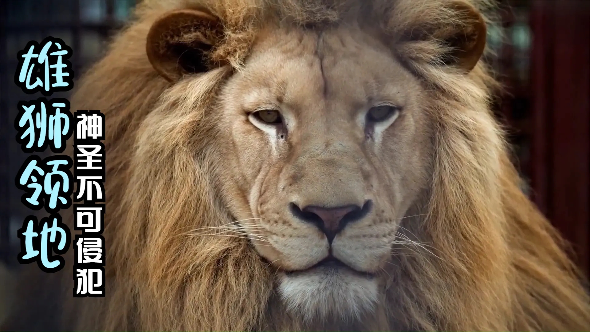 雄狮争夺领地,大战一触即发