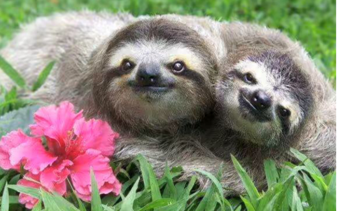 [树懒]树懒真可爱!