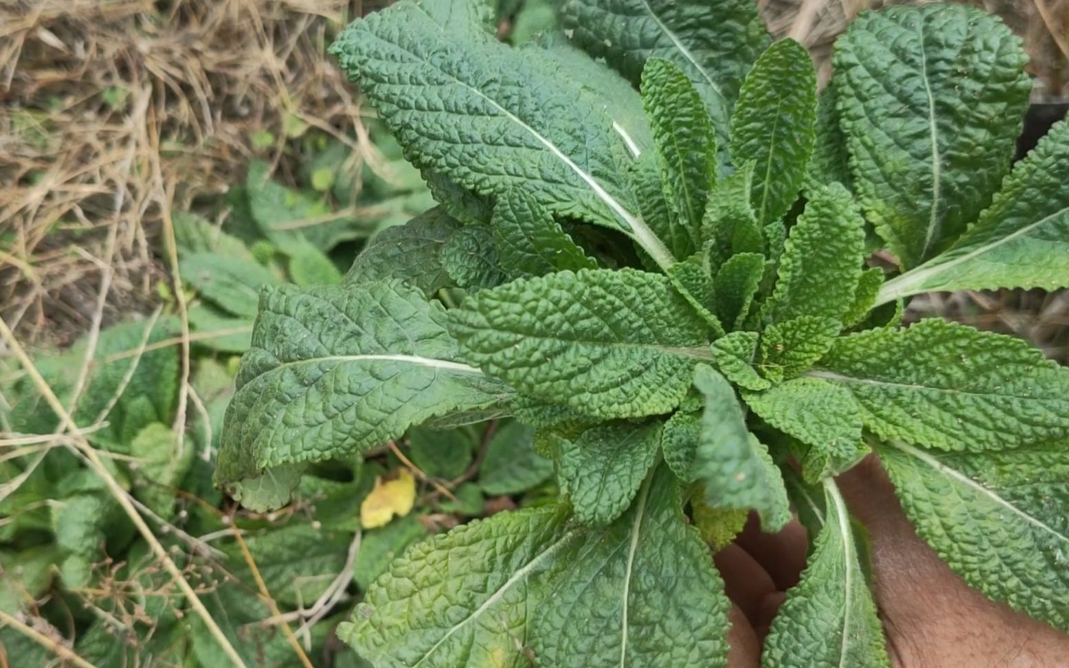 植物蛤蟆皮的药用价值图片