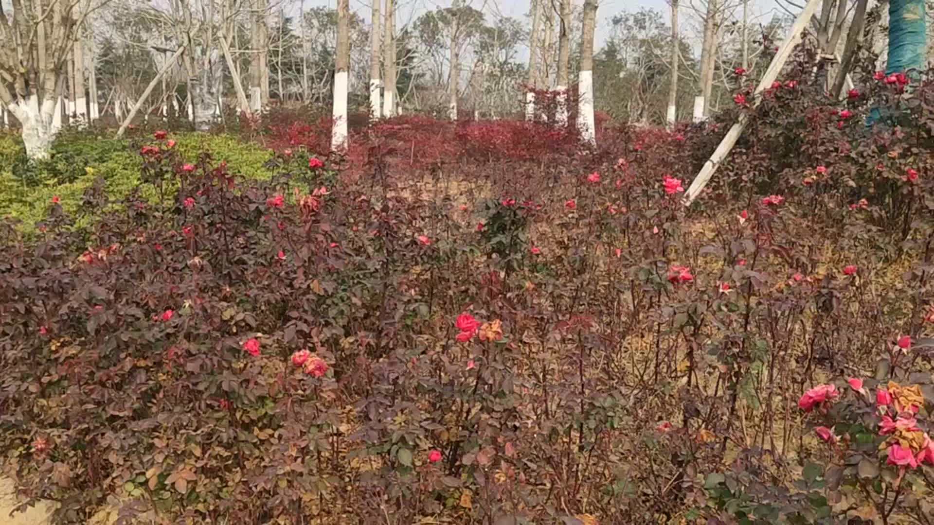 [图]经典老歌：《似水流年》好听醉了，只愿今生与你共厮守！