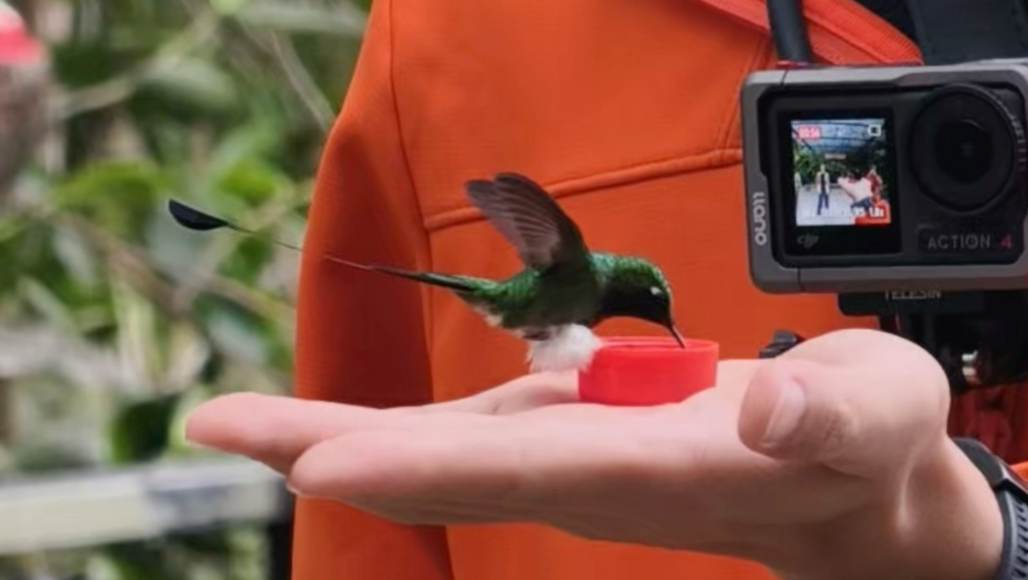 你见过穿白秋裤的小鸟吗