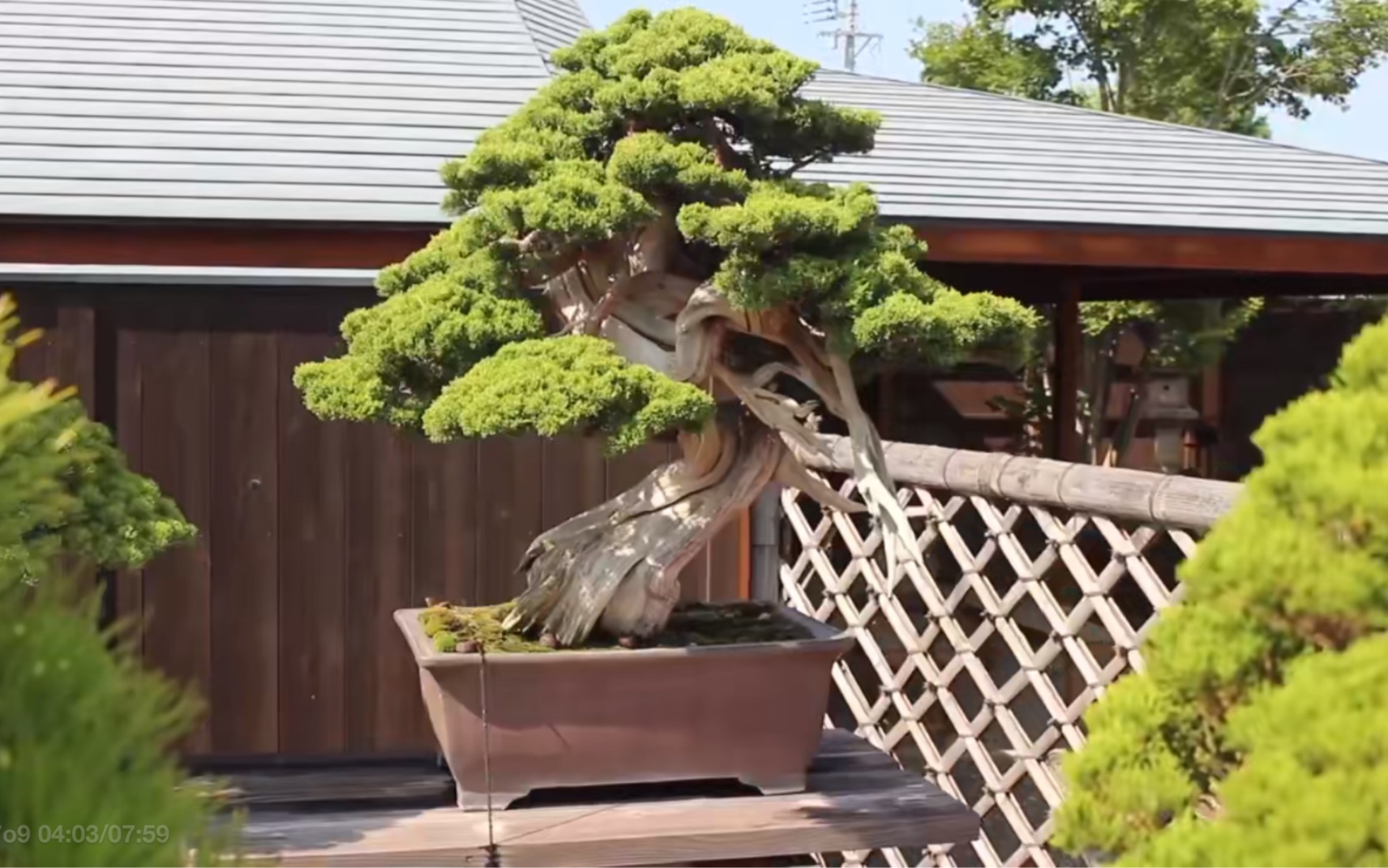 [图]大宫盆栽美术馆（Bonsai Empire制作）