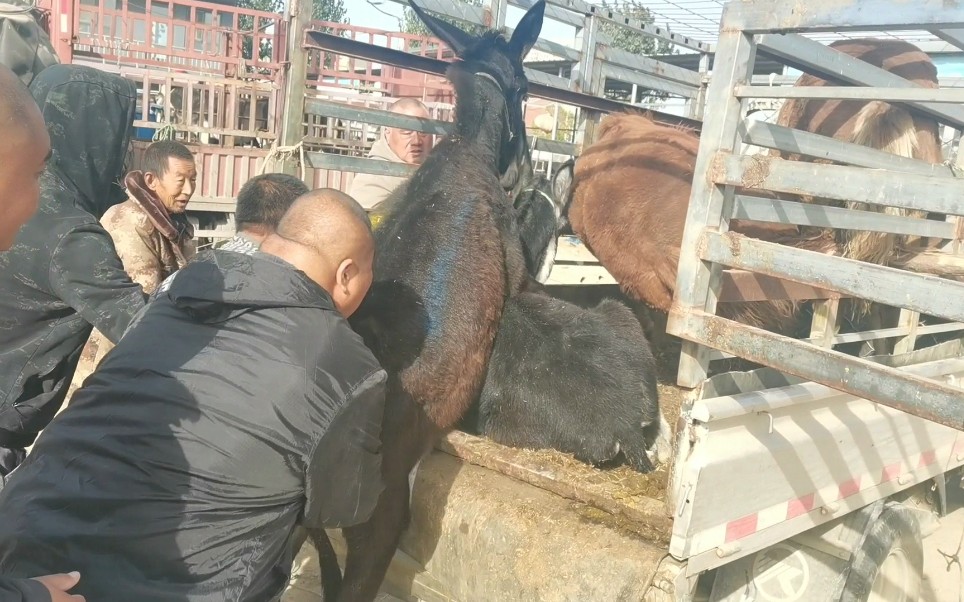 [图]驴老板要把驴和马装一辆车，不料马把驴踢得站不起来，驴受罪了