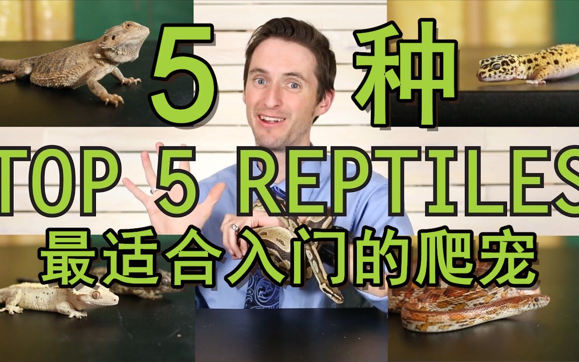 【饲养指南】盘点5种最棒的入门爬宠 | Clint's Reptiles哔哩哔哩bilibili