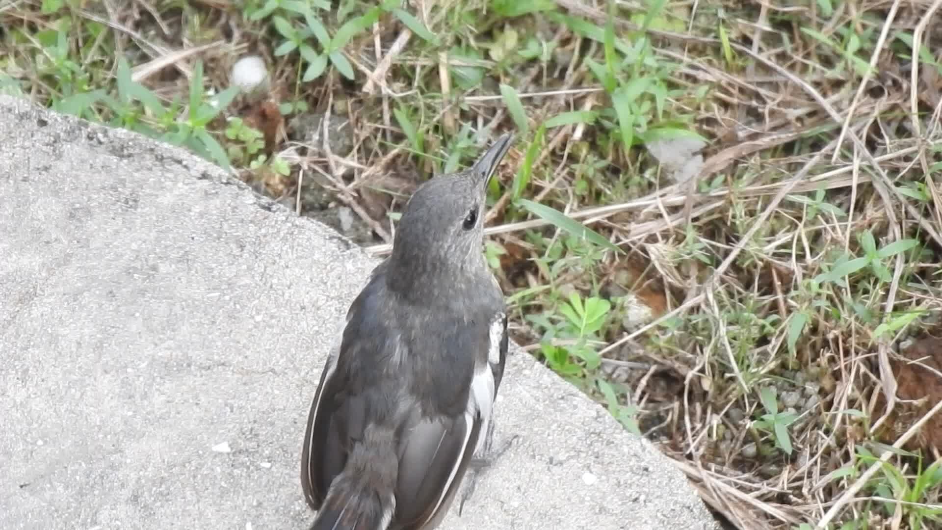 有伯劳在附近时 连小鹊鸲都变得紧张兮兮了