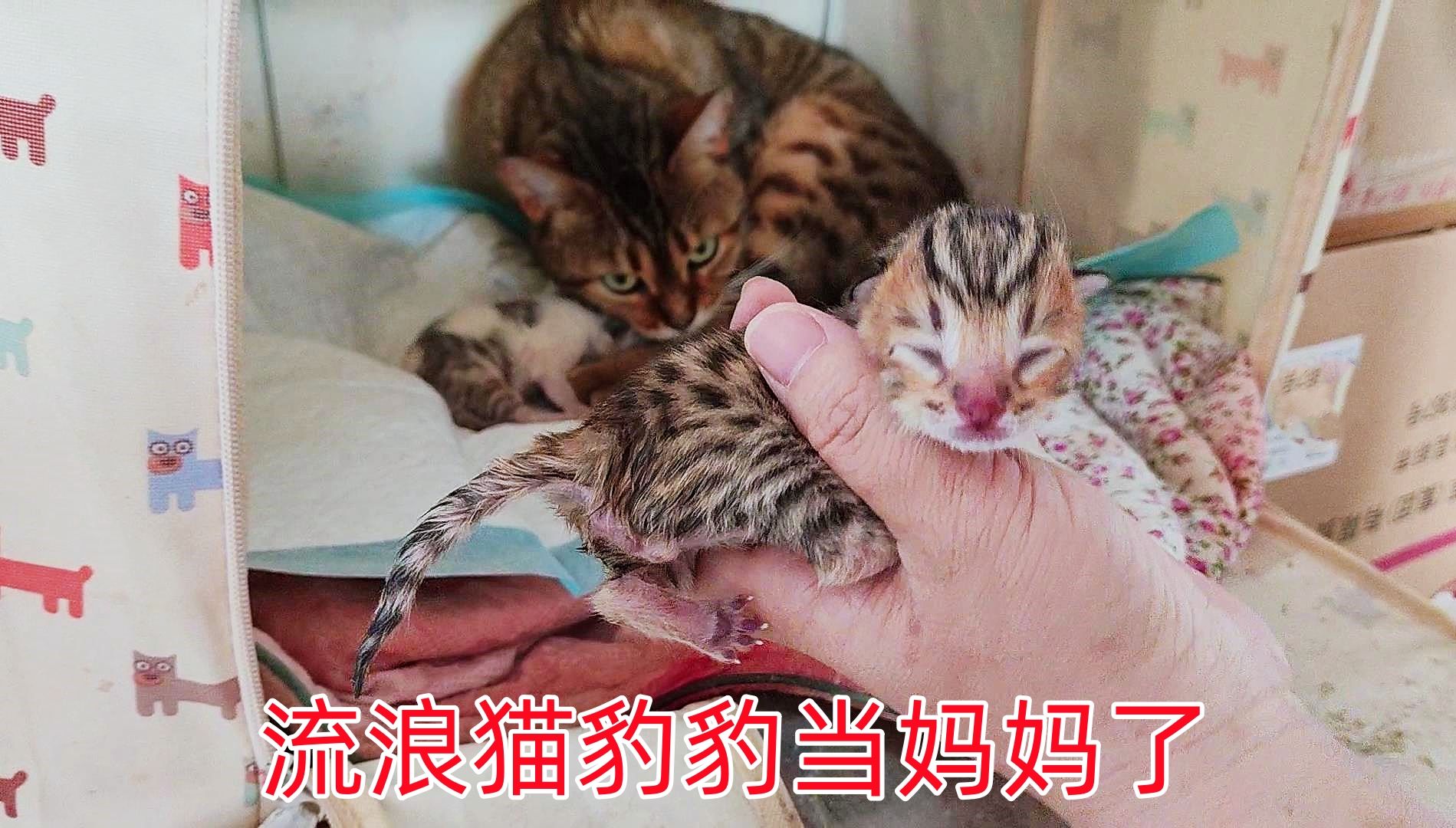 流浪猫小院意外怀孕的豹豹终于生小猫了,哎呦与偶像主人帮助接生哔哩哔哩bilibili