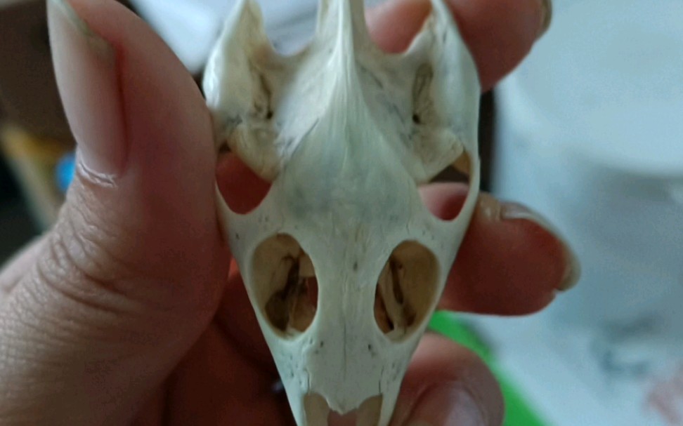 com龙骨炮样子search龙骨炮search骨龙炮全部视频search我的世界制作