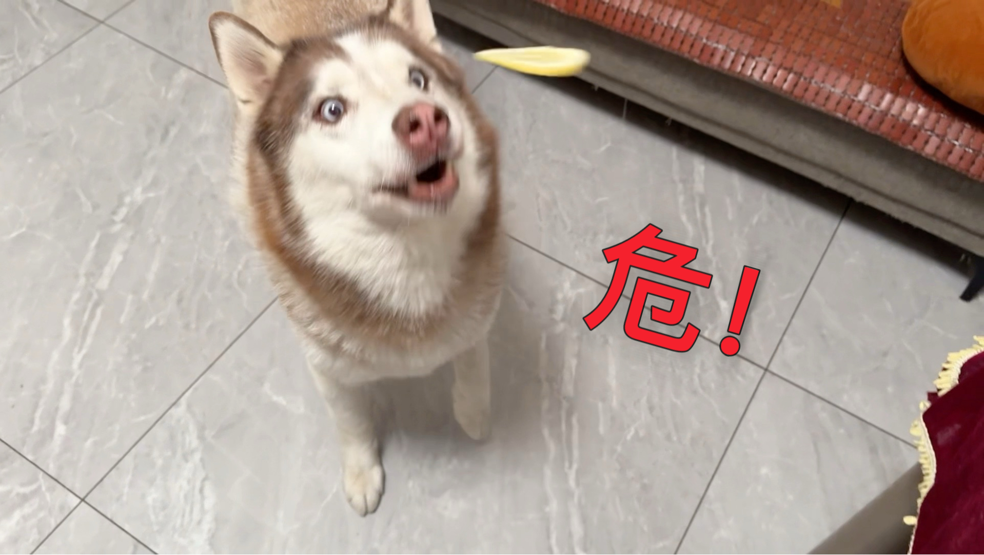 狗子接食物正起劲时，突然丢一片柠檬，看看啥反应？-猪王叶妹的朋友圈-猪王叶妹的朋友圈-哔哩哔哩视频