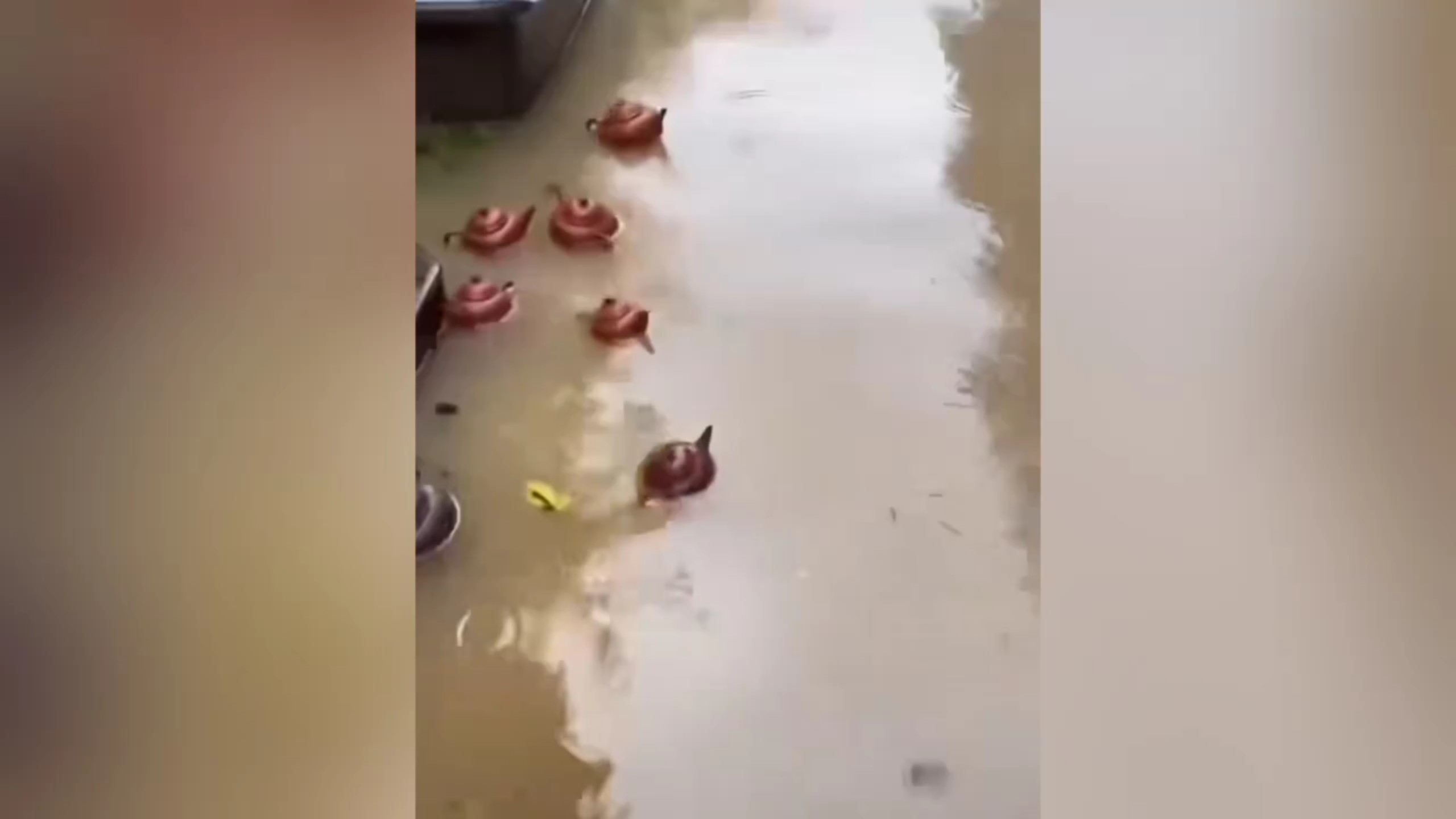 8月14号江苏宜兴某地大暴雨后，街上漂来了不少宜兴特产紫砂壶。