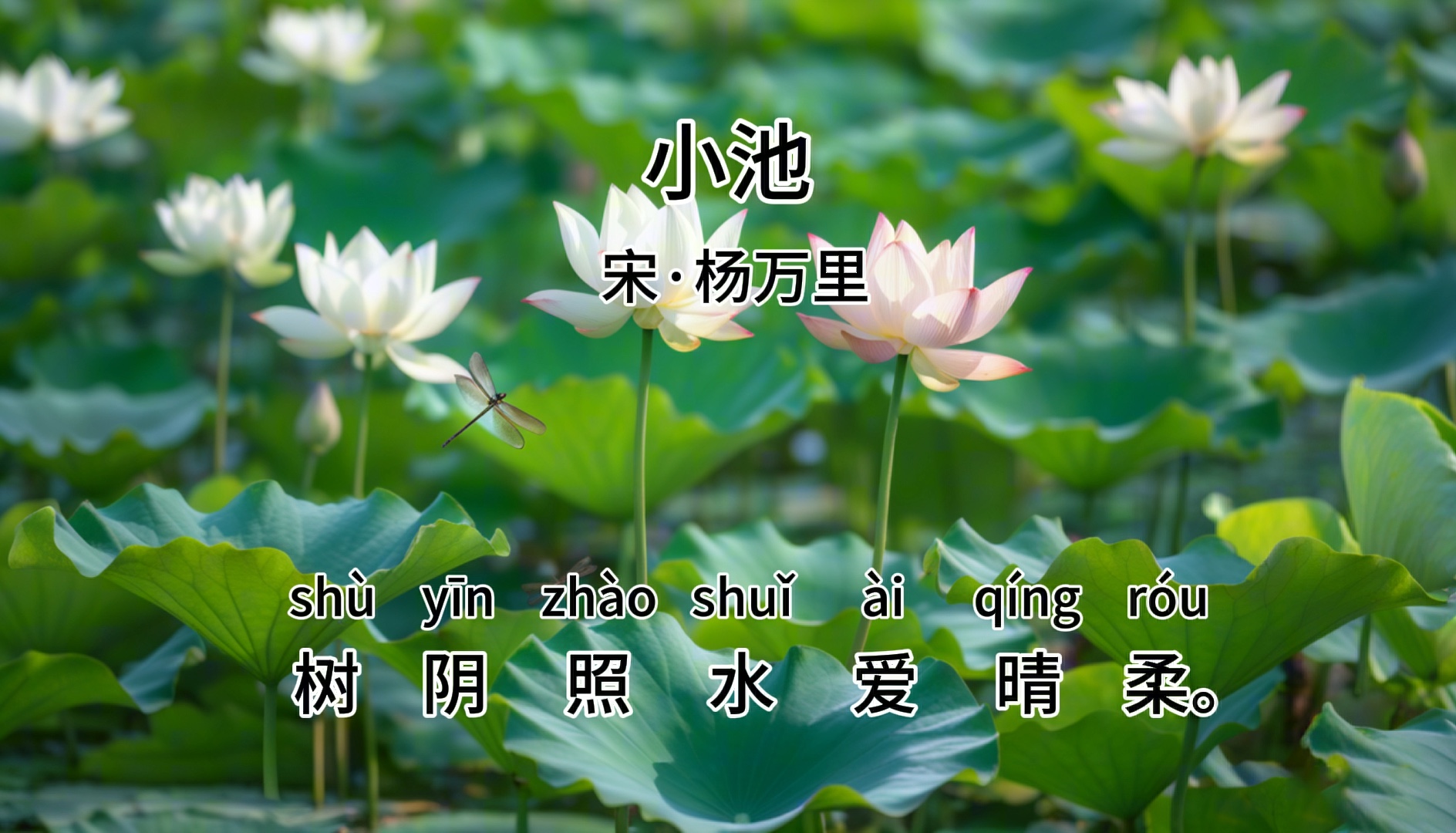 让孩子爱上古诗词《小池》杨万里