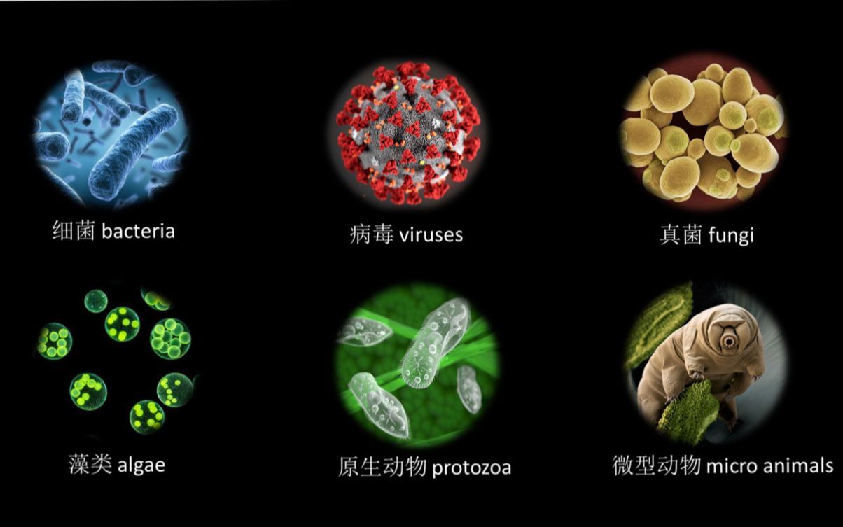 [图]【星夜讲百科】地球上最小最强大的生物，你看不见它们，但它们就在身边