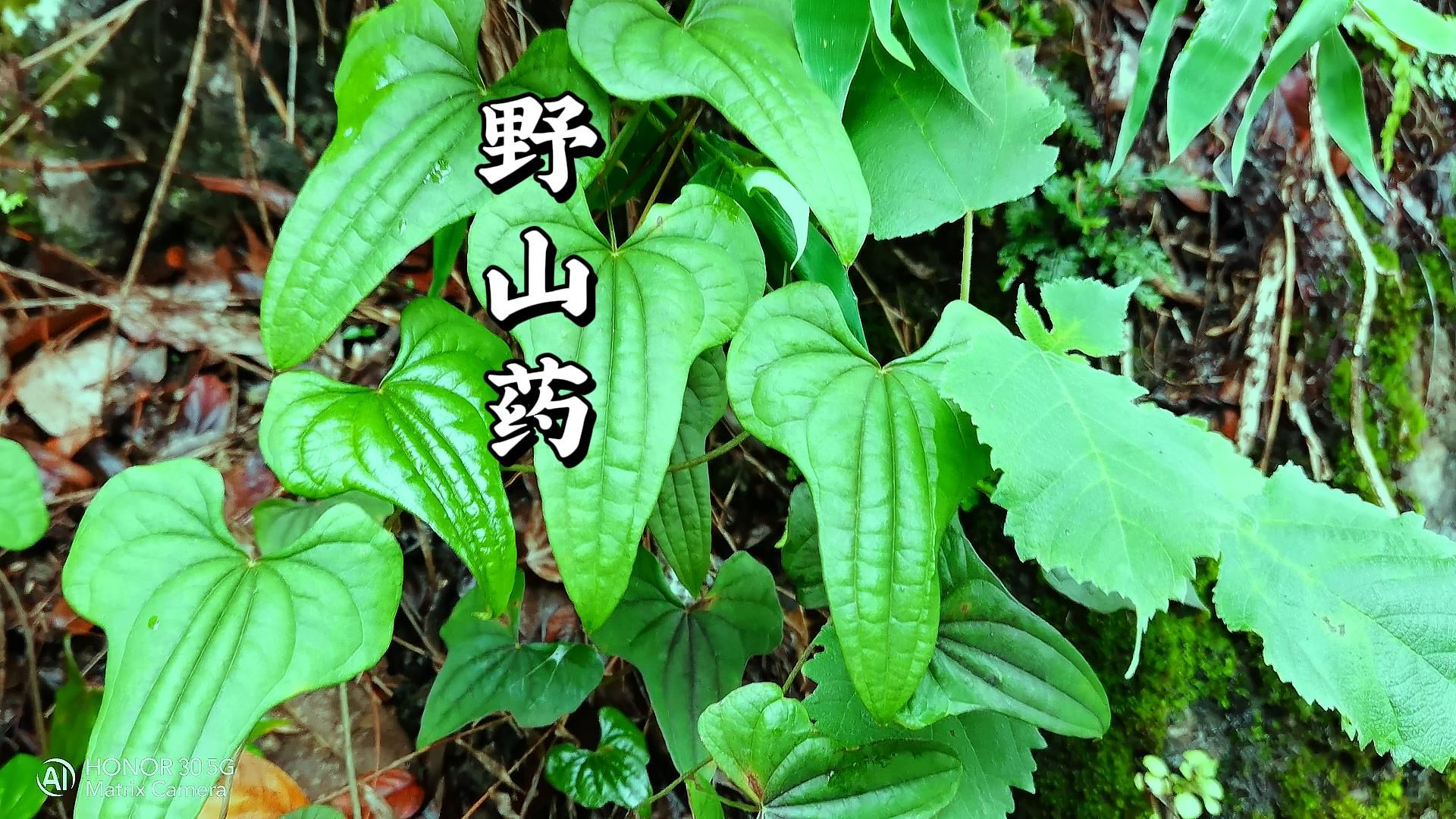 野山药一种营养丰富的食材