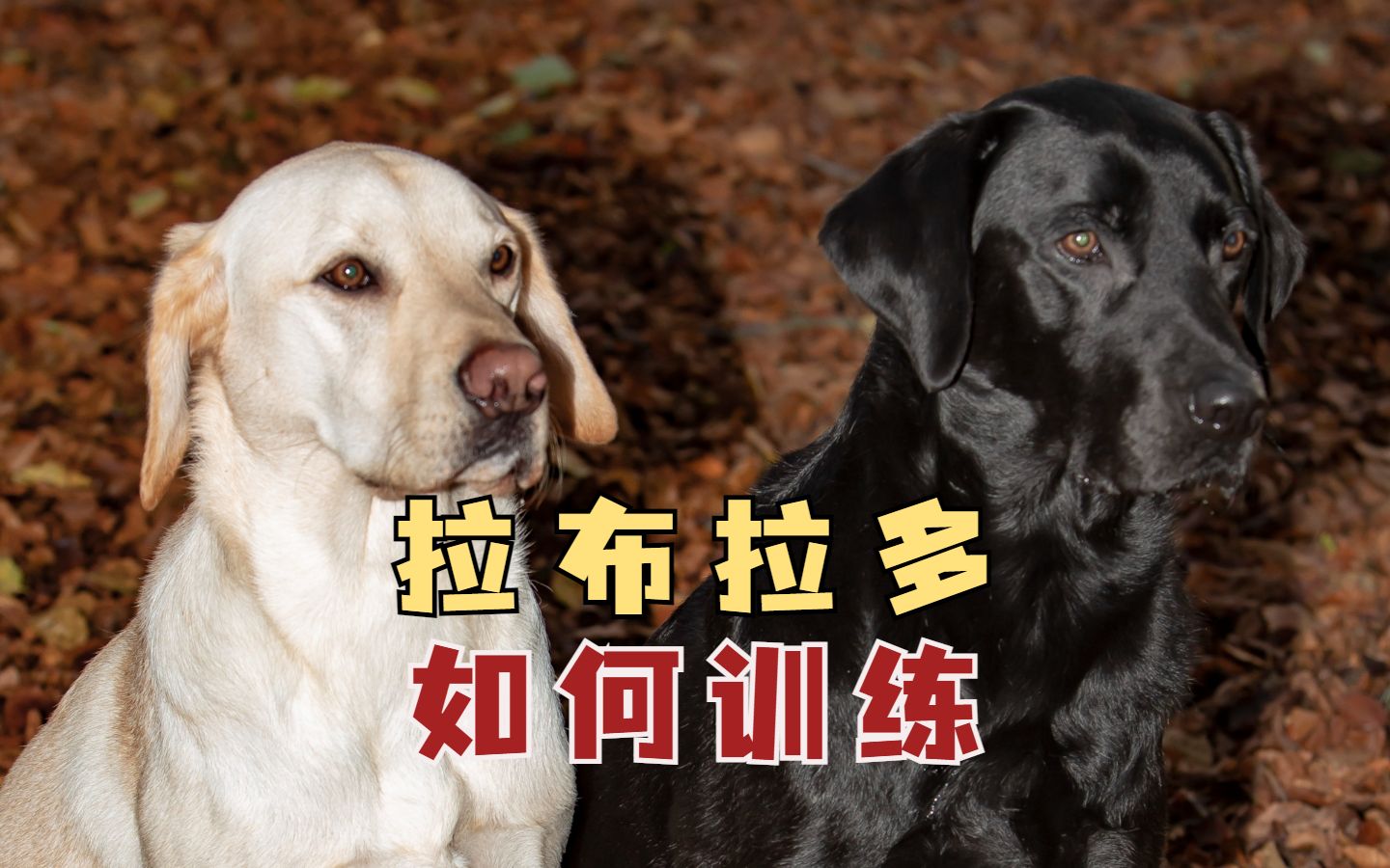 训练拉布拉多的小妙招,不学白不学!