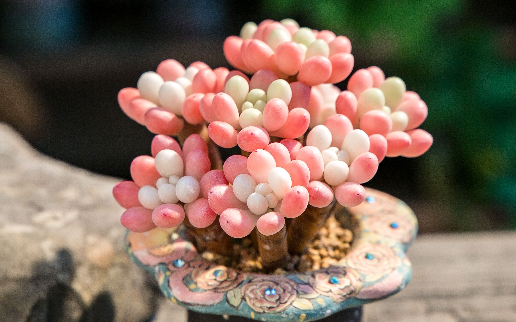 【纯手工树脂多肉】鱼子酱小老桩