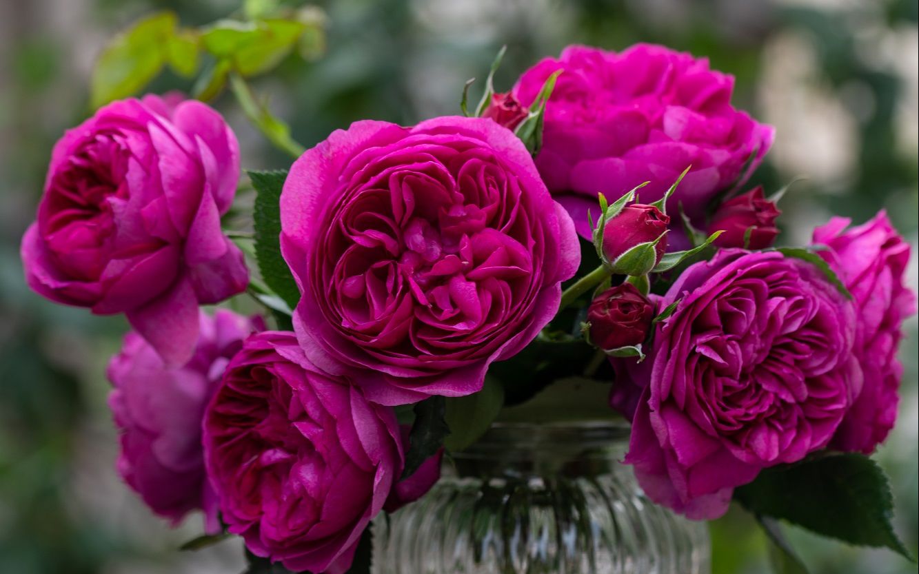 【天狼月季】花大还浓香,勤花美女「慈萱」