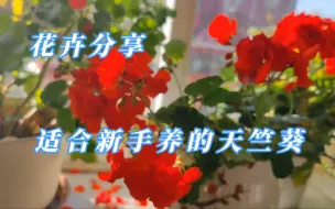 Télécharger la video: 适合新手养的天竺葵，就选这两种，皮实好养，四季都开花！