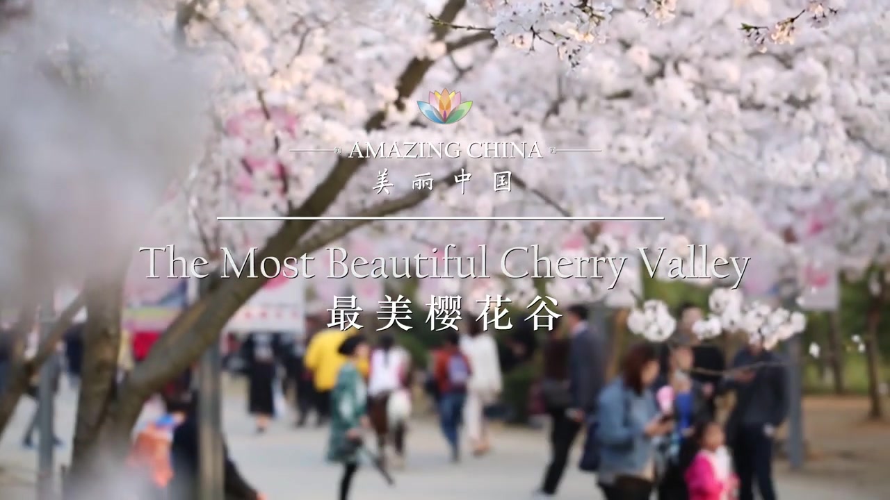 [图]《美丽中国》美丽樱花谷 Amazing China-The Most Beautiful Cherry Valley _ CCTV纪录