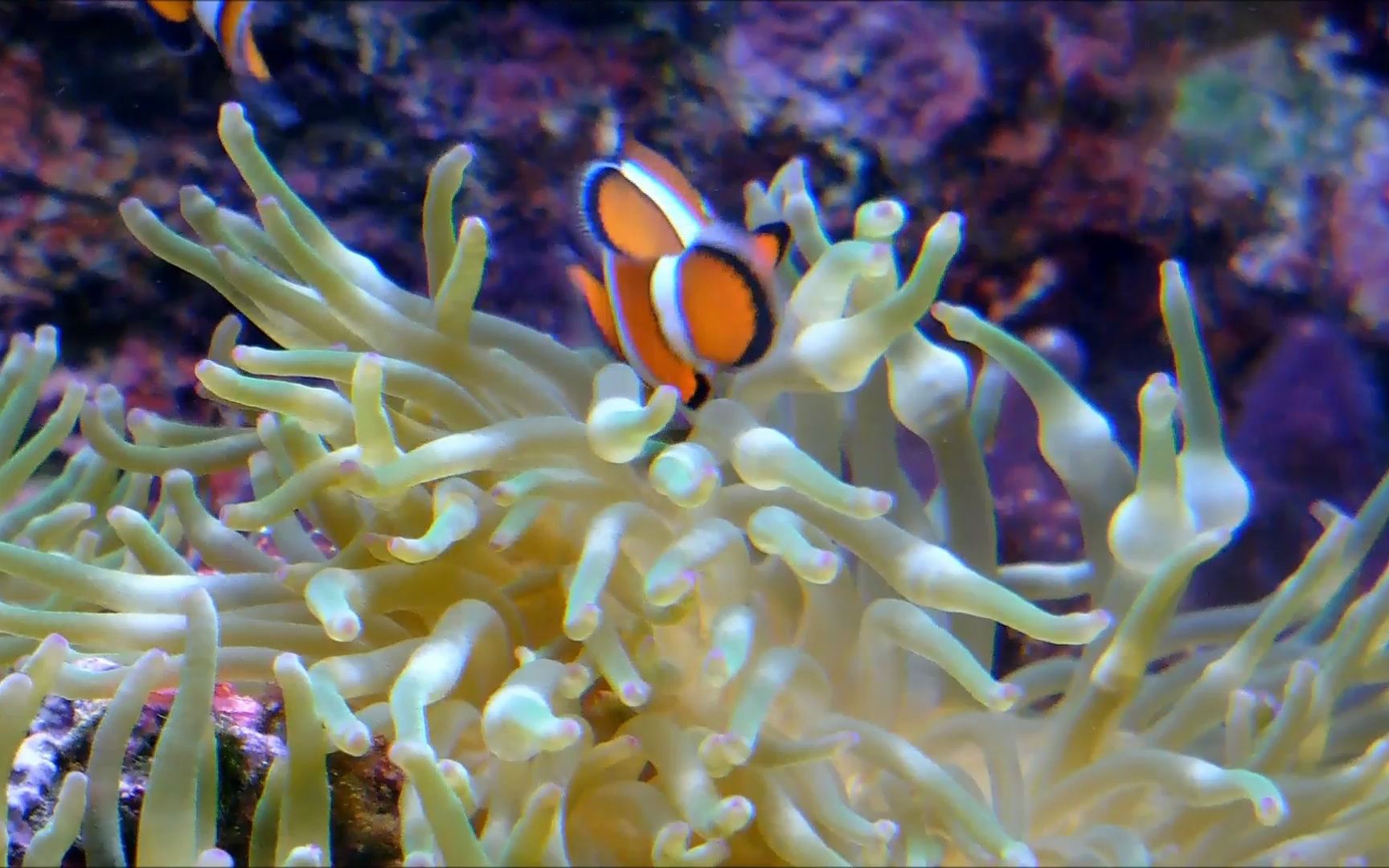 海洋深处的海藻鱼