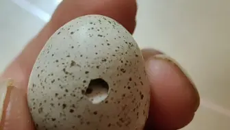 芦丁鸡种蛋有孔，这是缺钙了