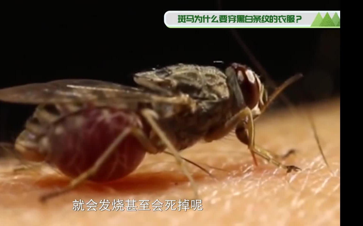 [图]【奇趣生物大百科】（共10集）