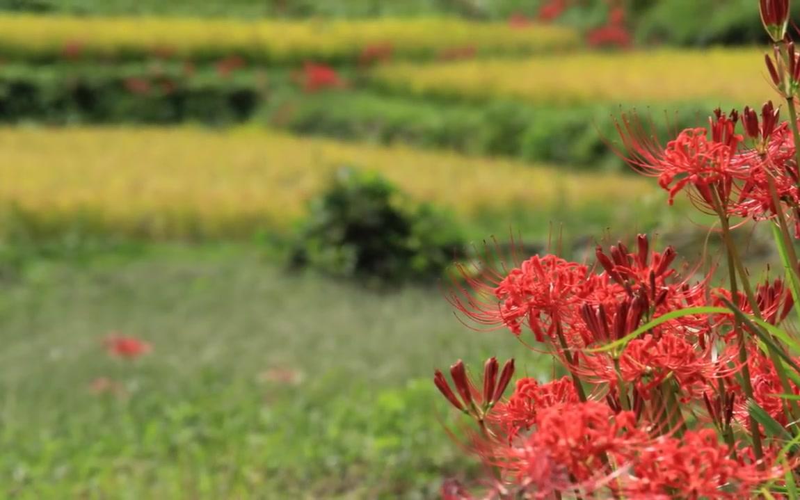 [图]～里の秋～ 倍賞千恵子