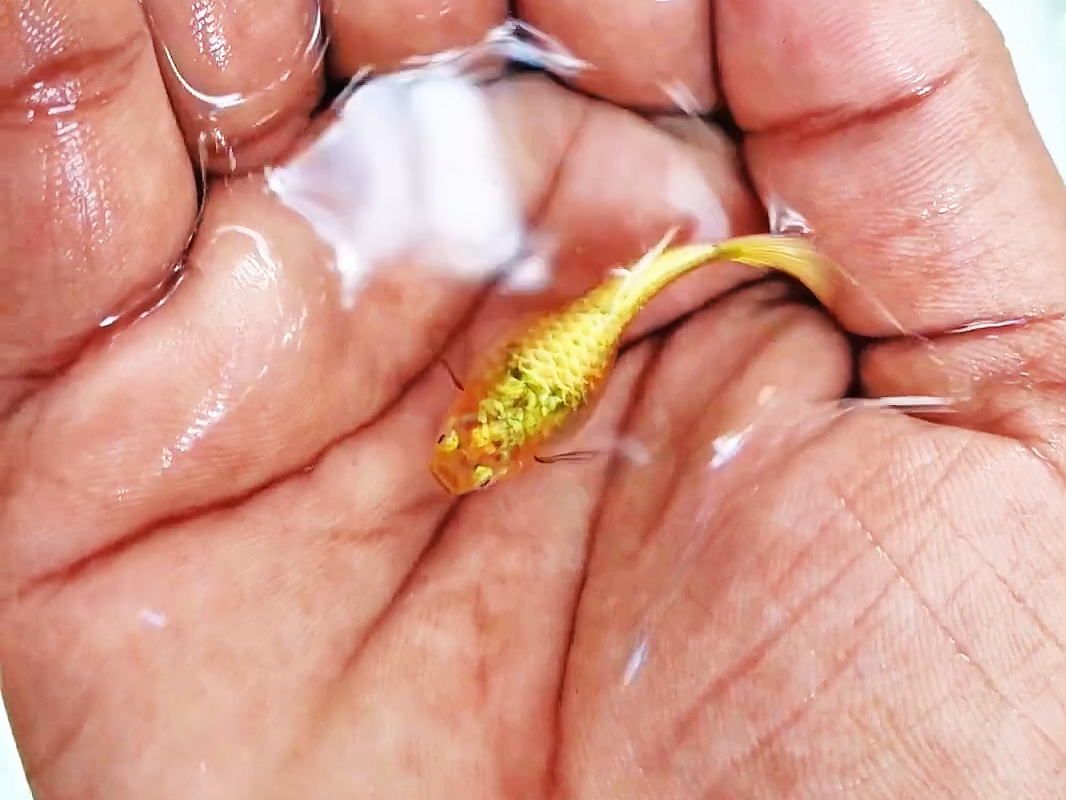 金色孔雀鱼,雌待产滴逸品观赏鱼