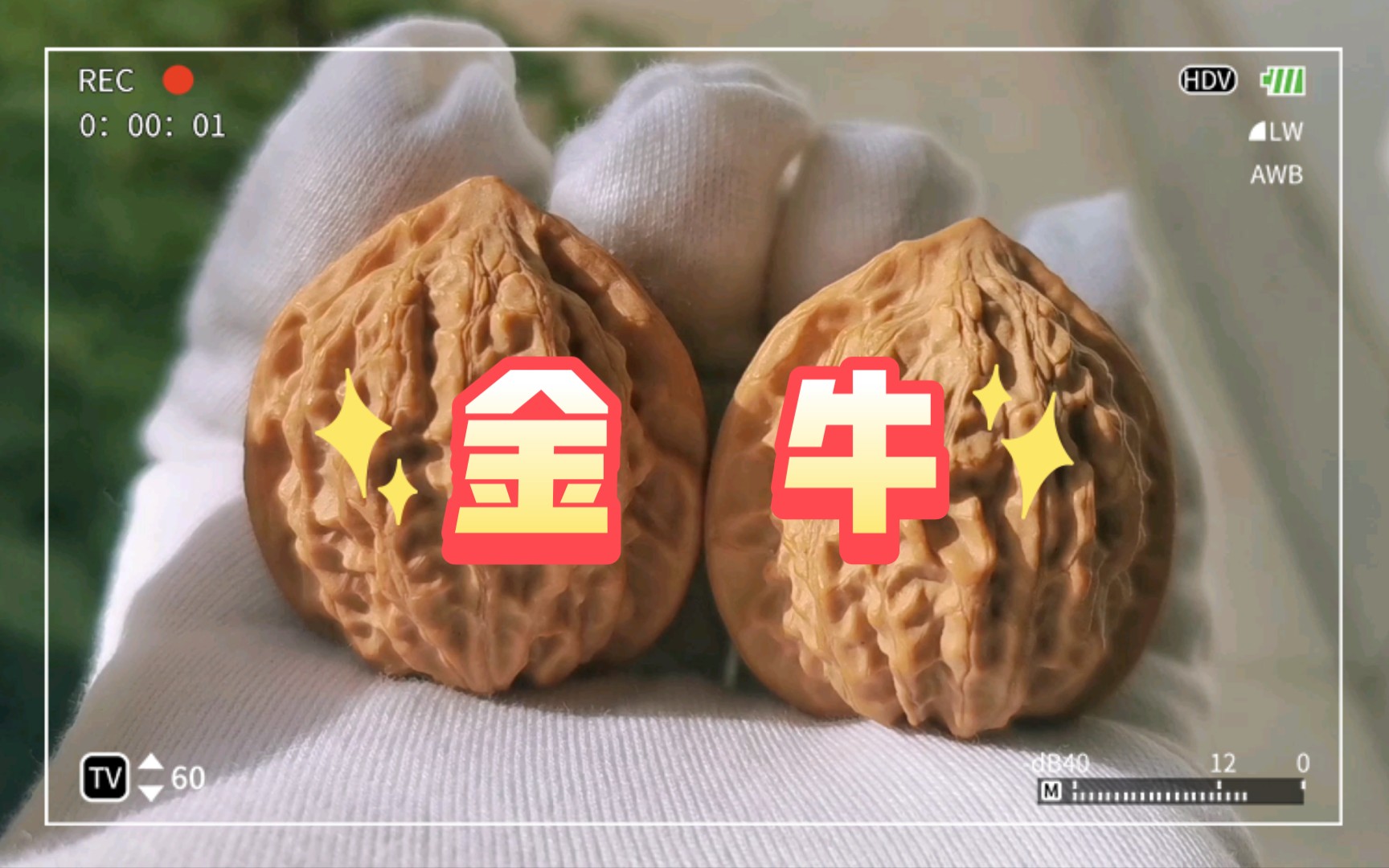 【麻核桃】小众精品 金牛 35尺 皮质完美 金牛这个品种大的不多 喜欢