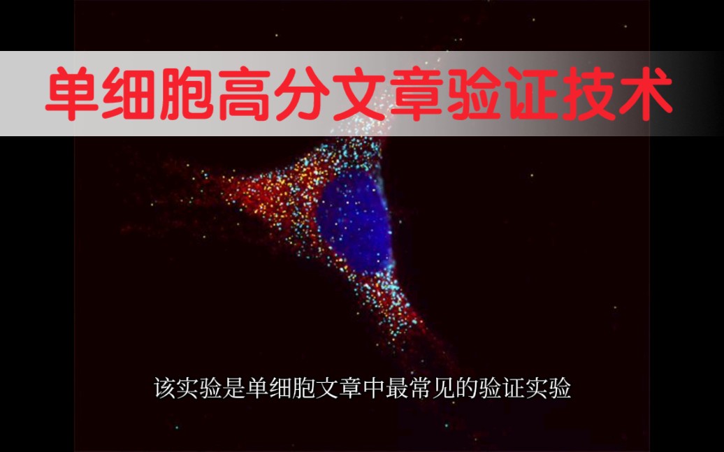 【干货】单细胞测序,SCI高分文章怎么做?如何进行验证?验证手段有哪些?哔哩哔哩bilibili