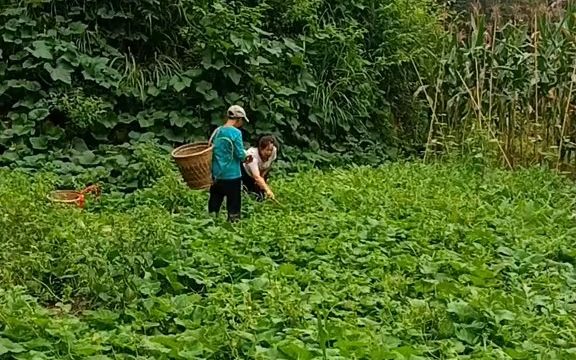 这个夏天在我们农村真的太幸福了,地里面的瓜果蔬菜完全都吃不完…哔哩哔哩bilibili